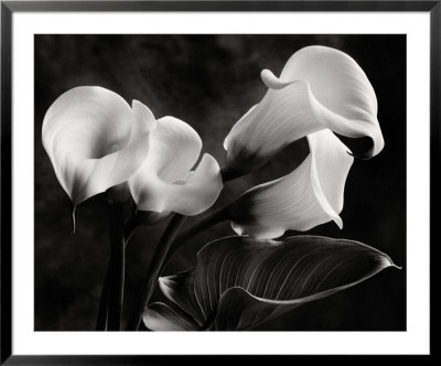 Cala Lilies No. 1 Framed Print Cala Lilies No. 1 Framed Print