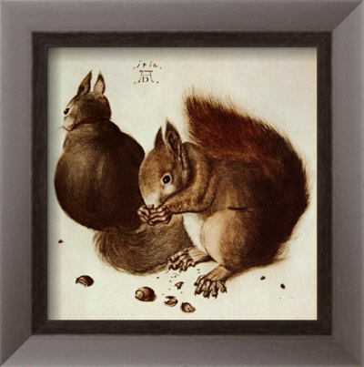 Squirrels Framed Print Squirrels Framed Print