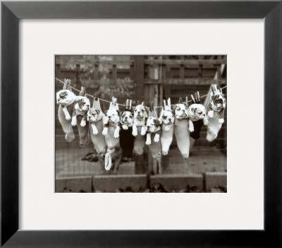 Puppy Framed Print Puppy Framed Print