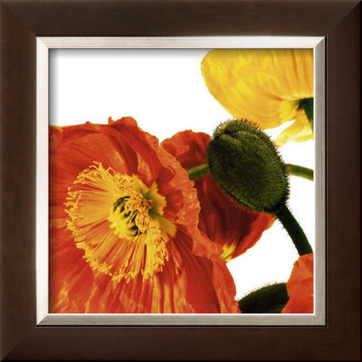 Poppies IV Framed Print Poppies IV Framed Print
