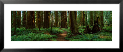 Sequoias Framed Print Sequoias Framed Print
