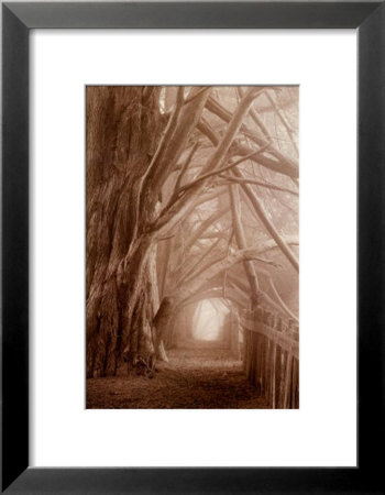 Enchanted Path Framed Print Enchanted Path Framed Print