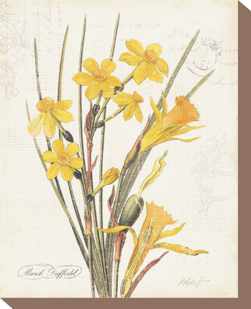March Daffodil Stretched Canvas Print March Daffodil Stretched Canvas Print