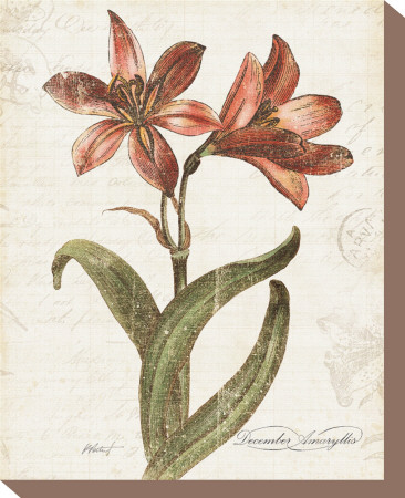 December Amaryllis Stretched Canvas Print December Amaryllis Stretched Canvas Print