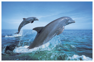 Bottlenose Dolphins Print Bottlenose Dolphins Print