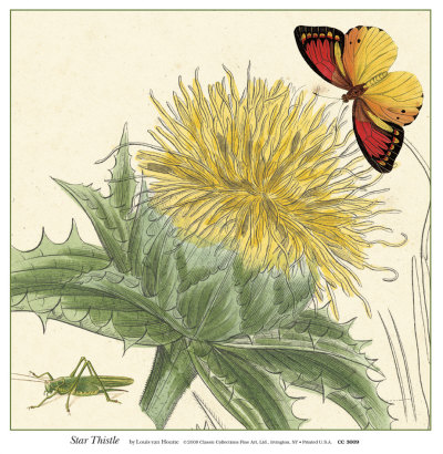 Star Thistle Print Star Thistle Print