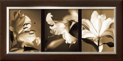 Lily Trio Framed Print Lily Trio Framed Print