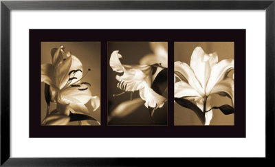 Lily Trio Framed Print Lily Trio Framed Print
