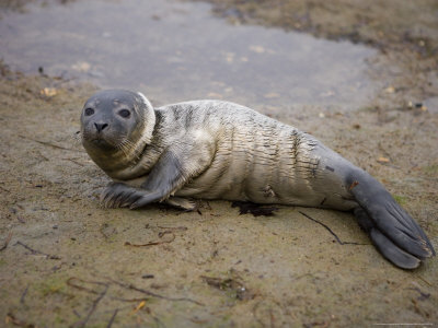 Baby Harbor Seal in Marquoit Bay, Brunswick, Maine, USA Stretched Canvas Print