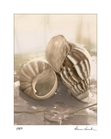 Seashore Achatina Limited Edition Seashore Achatina Limited Edition