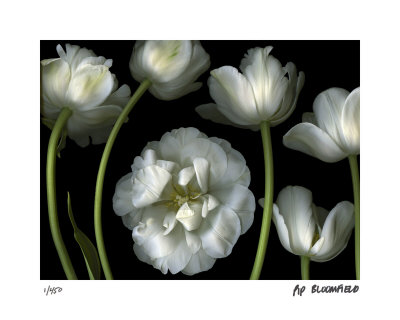 Tulip Garden Limited Edition Tulip Garden Limited Edition