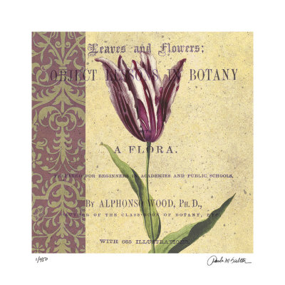 Tulip Limited Edition Tulip Limited Edition