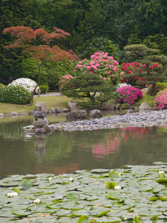Flowers in Bloom, Japanese Garden, Washington Park Arboretum, Seattle, Washington, USA. zoom. view in room