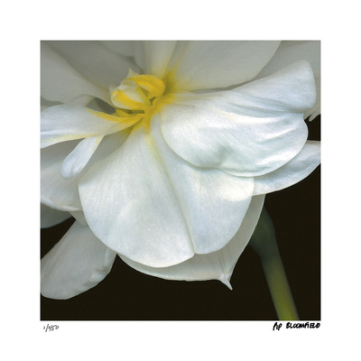 O'Keeffe Jonquil Limited Edition O'Keeffe Jonquil Limited Edition