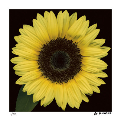 Sunflower Face Limited Edition Sunflower Face Limited Edition