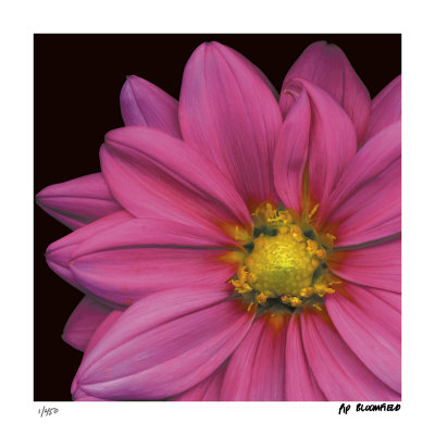 Pink Dahlia Limited Edition Pink Dahlia Limited Edition