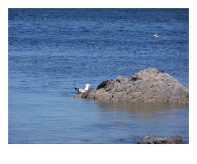 Sea Gull Photographic Print Sea Gull Photographic Print