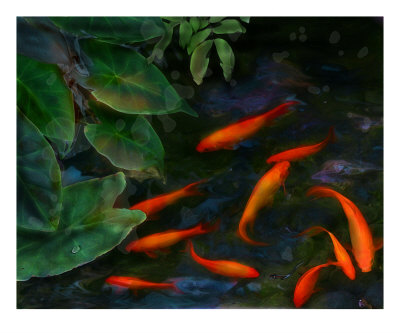 Koi Pond II Photographic Print Koi Pond II Photographic Print