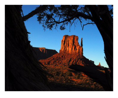 Monumental Forest Photographic Print Monumental Forest Photographic Print