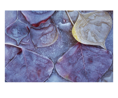 Leaves Frozen In Ice Photographic Print Leaves Frozen In Ice Photographic Print