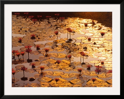 Lotus Pond Framed Print Lotus Pond Framed Print