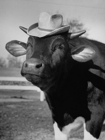 Trained Cow Wearing a Hat Stretched Canvas Print
