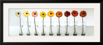 Gerbera Spectrum Framed Print Gerbera Spectrum Framed Print
