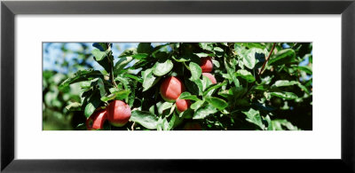 Apple Branch, USA Framed Print Apple Branch, USA Framed Print