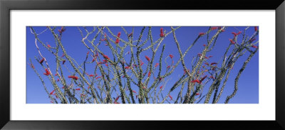 Cactus, Ocotillo Framed Print Cactus, Ocotillo Framed Print
