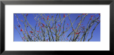 Cactus, Ocotillo Framed Print Cactus, Ocotillo Framed Print