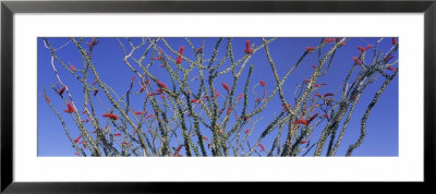 Cactus, Ocotillo Framed Print Cactus, Ocotillo Framed Print