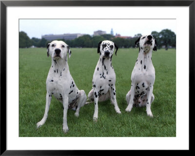 Three Dalmatians Framed Print Three Dalmatians Framed Print