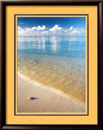 Starfish Framed Print Starfish Framed Print