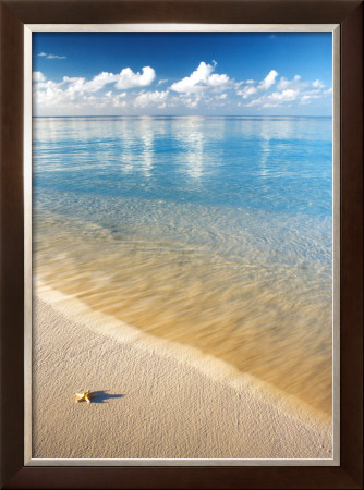 Starfish Framed Print Starfish Framed Print