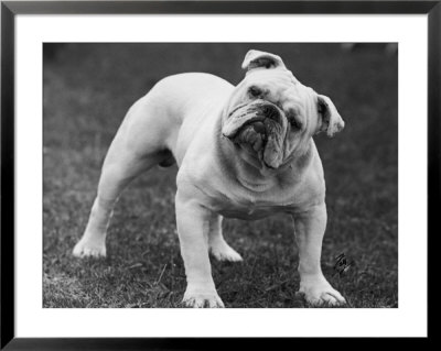 Bulldog Framed Print Bulldog Framed Print