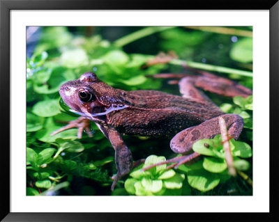 Frog in Water Framed Print Frog in Water Framed Print