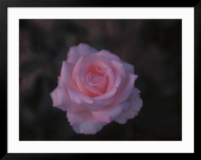 A Single Pink Rose Framed Print A Single Pink Rose Framed Print