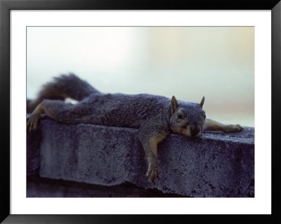 Fox Squirrel Framed Print Fox Squirrel Framed Print