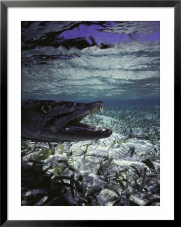 Barracuda In Water Framed Print Barracuda In Water Framed Print