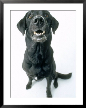 Black Labrador Framed Print Black Labrador Framed Print
