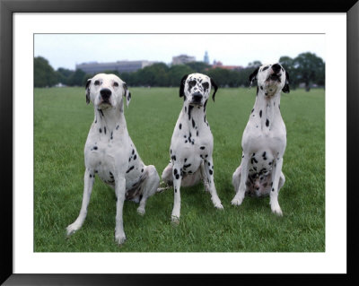 Three Dalmatians Framed Print Three Dalmatians Framed Print