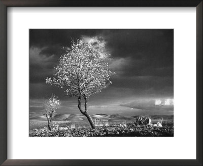 Almond Tree in Bloom in Sicily Framed Print Almond Tree in Bloom in Sicily Framed Print