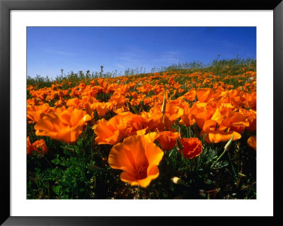 California+poppy+fields+location