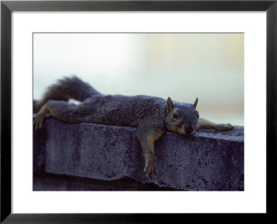 Fox Squirrel Framed Print Fox Squirrel Framed Print