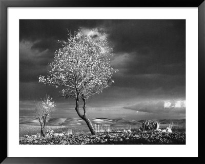Almond Tree in Bloom in Sicily Framed Print Almond Tree in Bloom in Sicily Framed Print