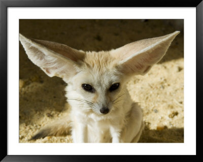 Fennec (Desert Fox) Framed Print Fennec (Desert Fox) Framed Print