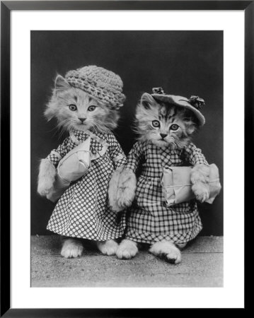 Dressed up kittens