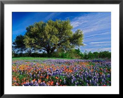 Live Oak, Paintbrush, and Bluebonnets in Texas Hill Country, USA Framed Print Live Oak, Paintbrush, and Bluebonnets in Texas Hill Country, USA Framed Print
