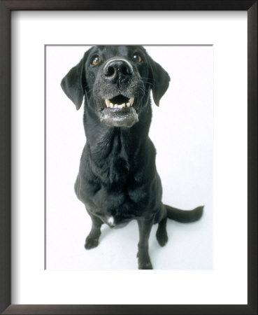 Black Labrador Framed Print Black Labrador Framed Print
