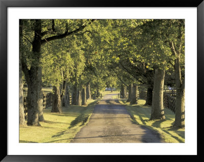 Kentucky Bluegrass Pics. Kentucky+luegrass+region